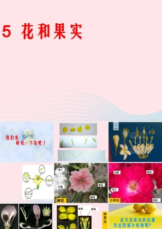 四年级科学上册 第一单元 植物的生活 第5课《植物的花和果实》课件（1） 青岛版五四制-青岛版小学四年级上册自然科学课件