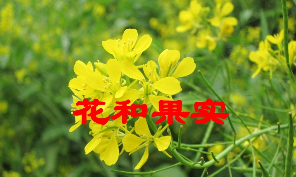 四年级科学上册 第一单元 植物的生活 第5课《植物的花和果实》课件（2） 青岛版五四制-青岛版小学四年级上册自然科学课件