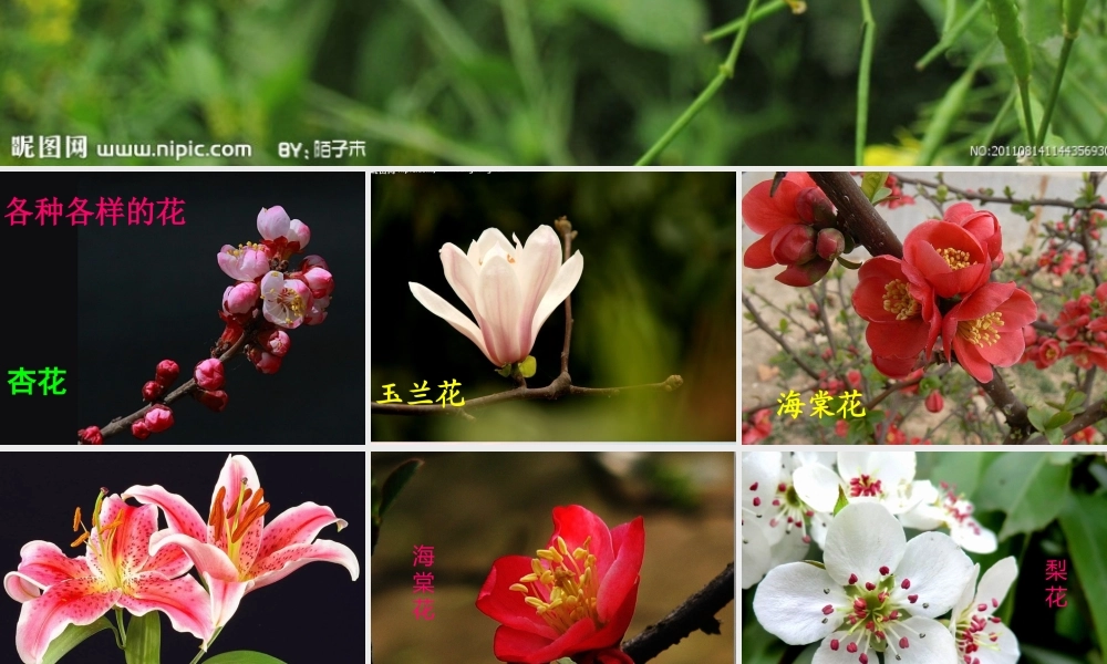 四年级科学上册 第一单元 植物的生活 第5课《植物的花和果实》课件（2） 青岛版五四制-青岛版小学四年级上册自然科学课件