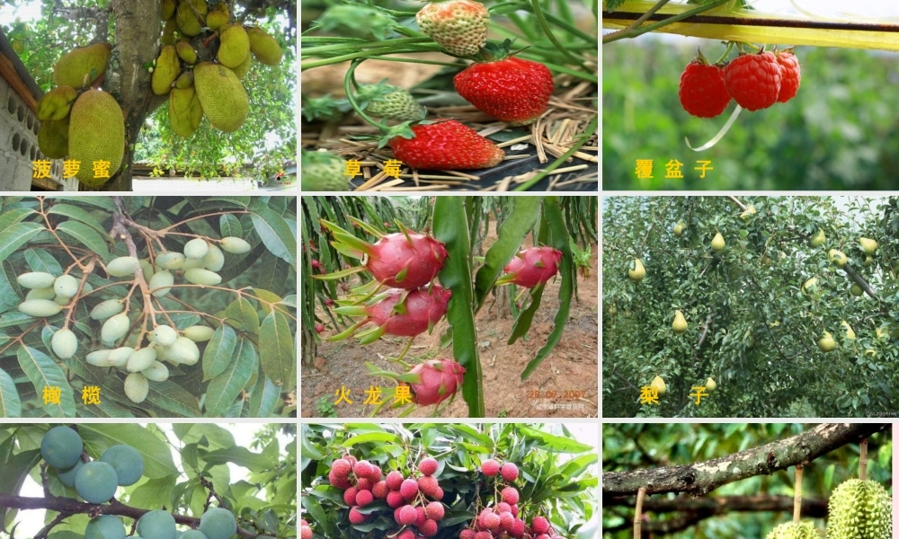 四年级科学上册 第一单元 植物的生活 第5课《植物的花和果实》课件（2） 青岛版五四制-青岛版小学四年级上册自然科学课件