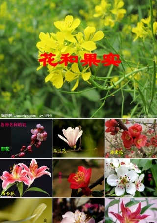 四年级科学上册 第一单元 植物的生活 第5课《植物的花和果实》课件（2） 青岛版五四制-青岛版小学四年级上册自然科学课件