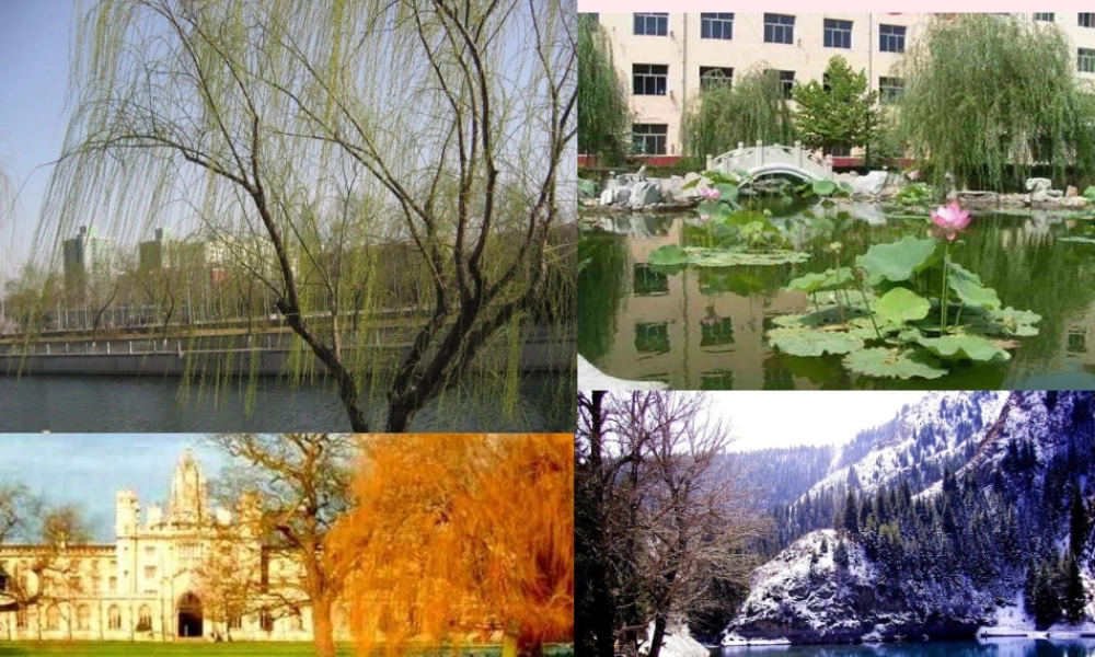 四年级科学下册 第五单元 太阳、地球和月亮 第22课《四季更替》课件2 青岛版五四制-青岛版小学四年级下册自然科学课件