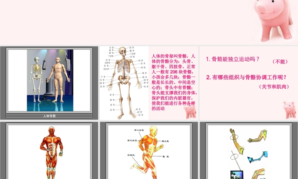 四年级科学上册 骨骼、关节和肌肉 1课件 教科版