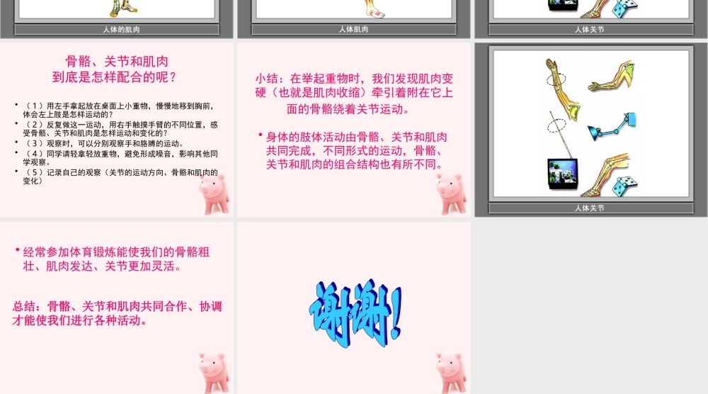 四年级科学上册 骨骼、关节和肌肉 1课件 教科版