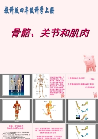 四年级科学上册 骨骼、关节和肌肉 1课件 教科版