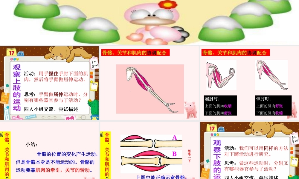 四年级科学上册 骨骼、关节和肌肉 3课件 教科版