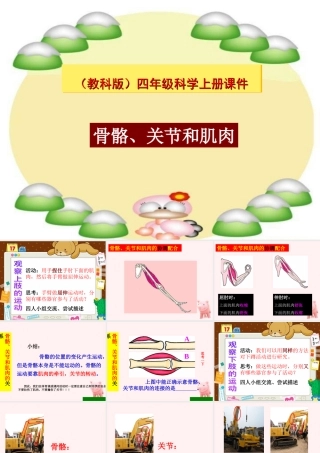 四年级科学上册 骨骼、关节和肌肉 3课件 教科版