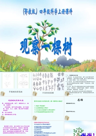 四年级科学上册 观察一棵树 1课件 鄂教版