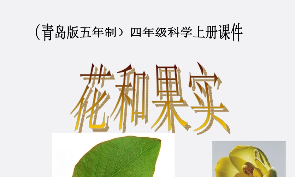 四年级科学上册 花和果实 1课件 青岛版五年制