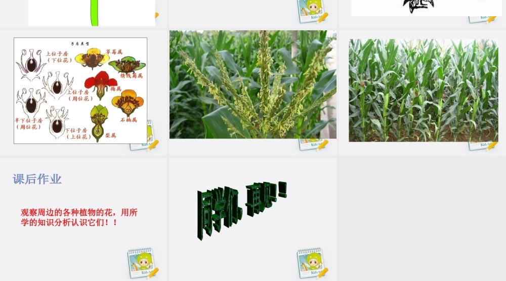 四年级科学上册 花和果实 1课件 青岛版五年制