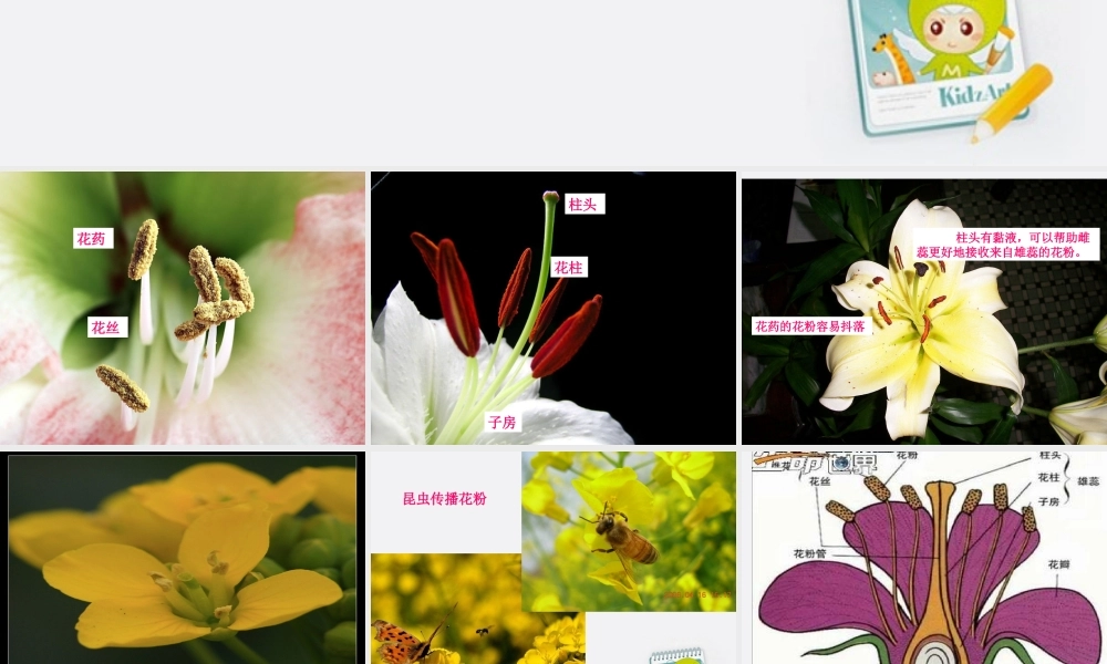 四年级科学上册 花和果实 2课件 青岛版五年制