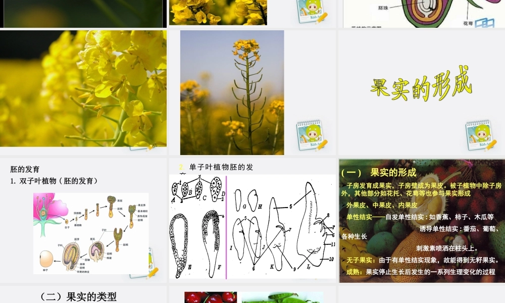 四年级科学上册 花和果实 2课件 青岛版五年制