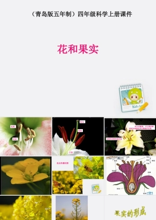 四年级科学上册 花和果实 2课件 青岛版五年制