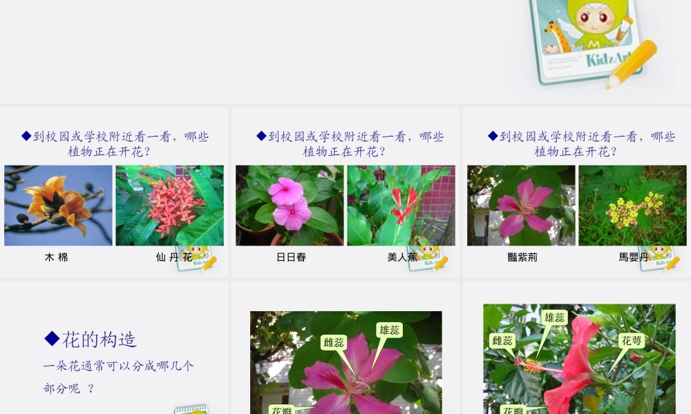 四年级科学上册 花和果实 3课件 青岛版五年制