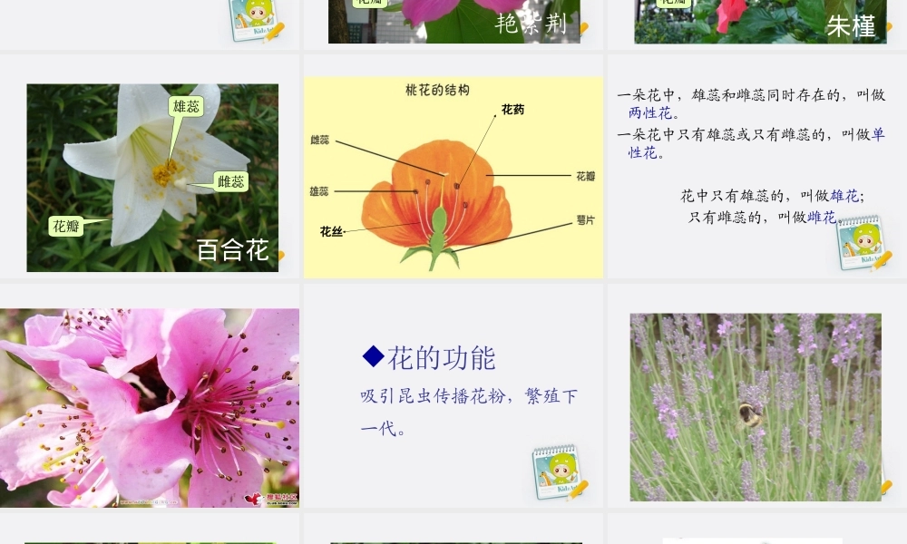 四年级科学上册 花和果实 3课件 青岛版五年制