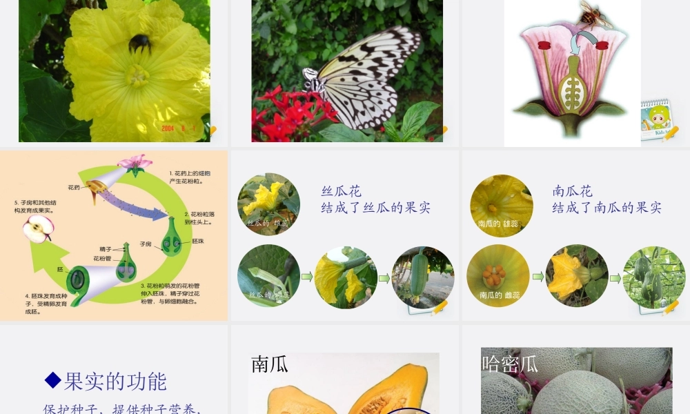 四年级科学上册 花和果实 3课件 青岛版五年制