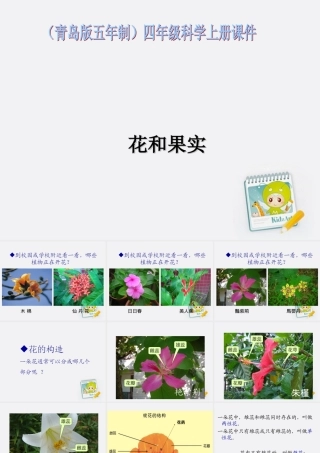 四年级科学上册 花和果实 3课件 青岛版五年制