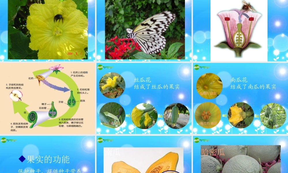 四年级科学上册 花和果实课件 青岛版五年制