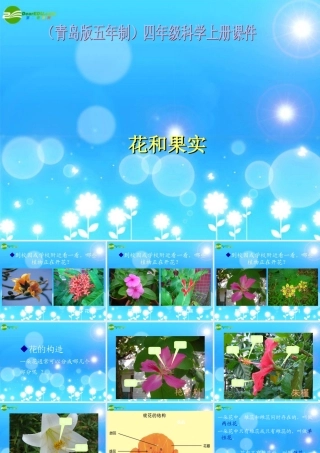 四年级科学上册 花和果实课件 青岛版五年制