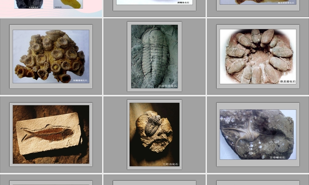 四年级科学下册 4 岩石和矿物 2 认识几种常见的岩石课件5 教科版-教科版小学四年级下册自然科学课件