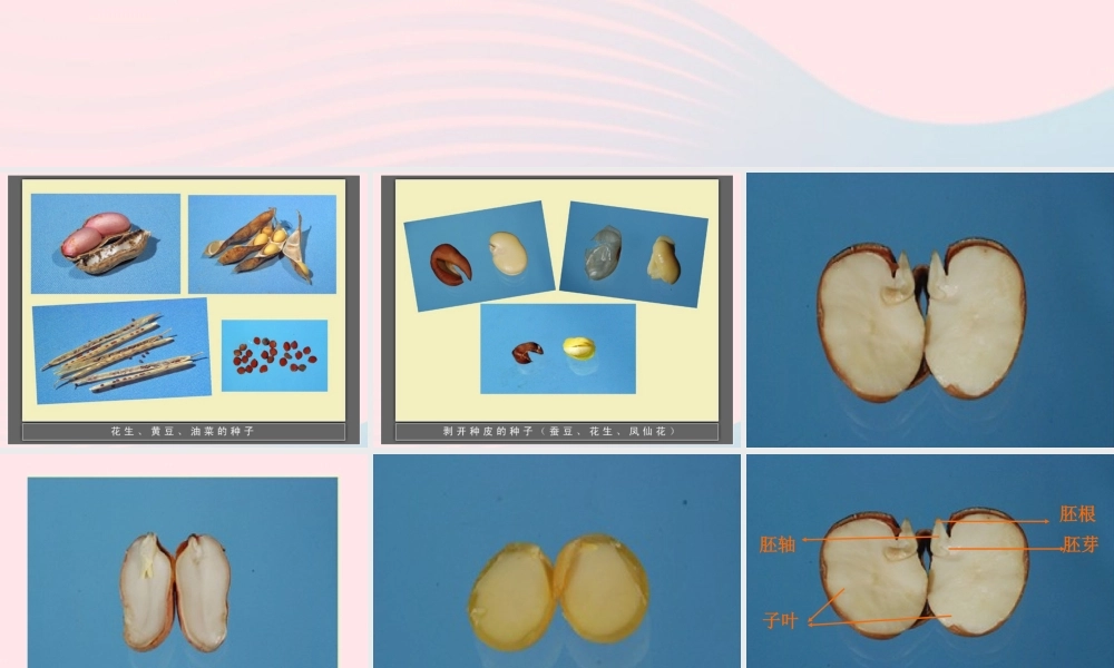 四年级科学下册 第一单元 第2课《种子发芽》课件1 鄂教版-鄂教版小学四年级下册自然科学课件