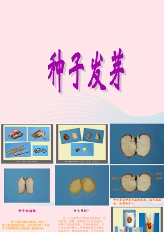 四年级科学下册 第一单元 第2课《种子发芽》课件1 鄂教版-鄂教版小学四年级下册自然科学课件