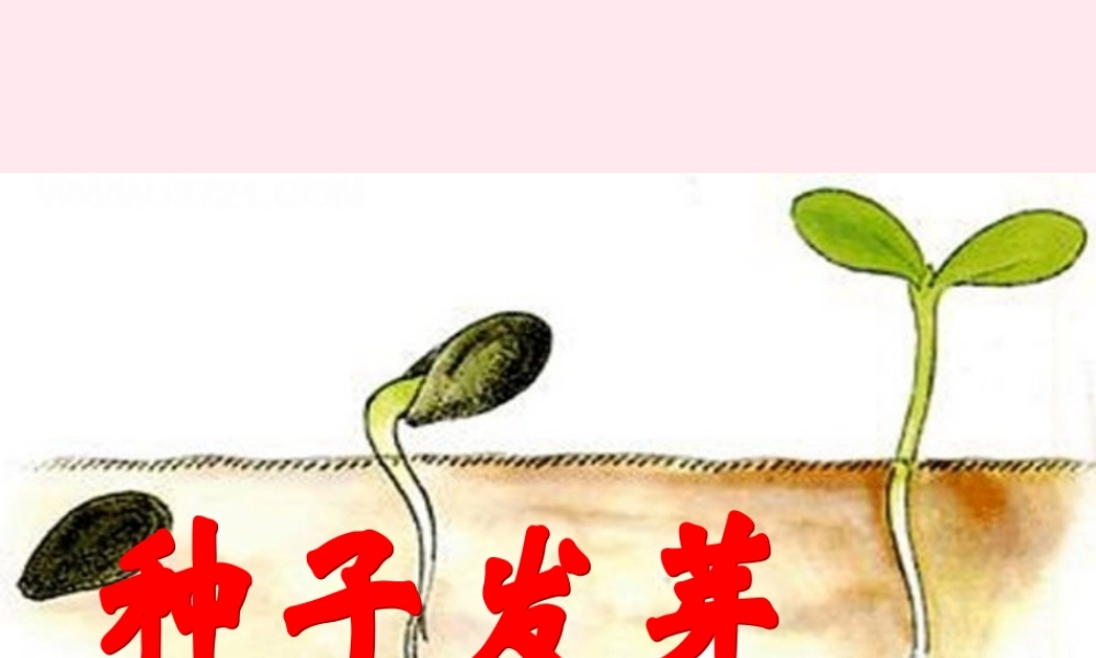 四年级科学下册 第一单元 第2课《种子发芽》课件2 鄂教版-鄂教版小学四年级下册自然科学课件
