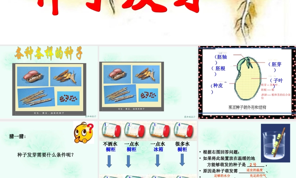 四年级科学下册 第一单元 第2课《种子发芽》课件2 鄂教版-鄂教版小学四年级下册自然科学课件