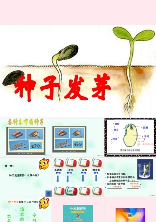四年级科学下册 第一单元 第2课《种子发芽》课件2 鄂教版-鄂教版小学四年级下册自然科学课件