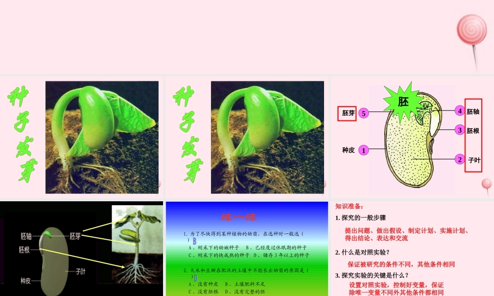 四年级科学下册 第一单元 第2课《种子发芽》课件3 鄂教版-鄂教版小学四年级下册自然科学课件