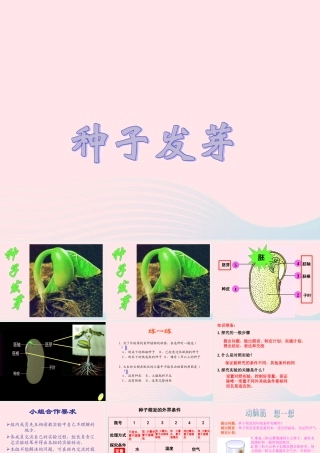 四年级科学下册 第一单元 第2课《种子发芽》课件4 鄂教版-鄂教版小学四年级下册自然科学课件