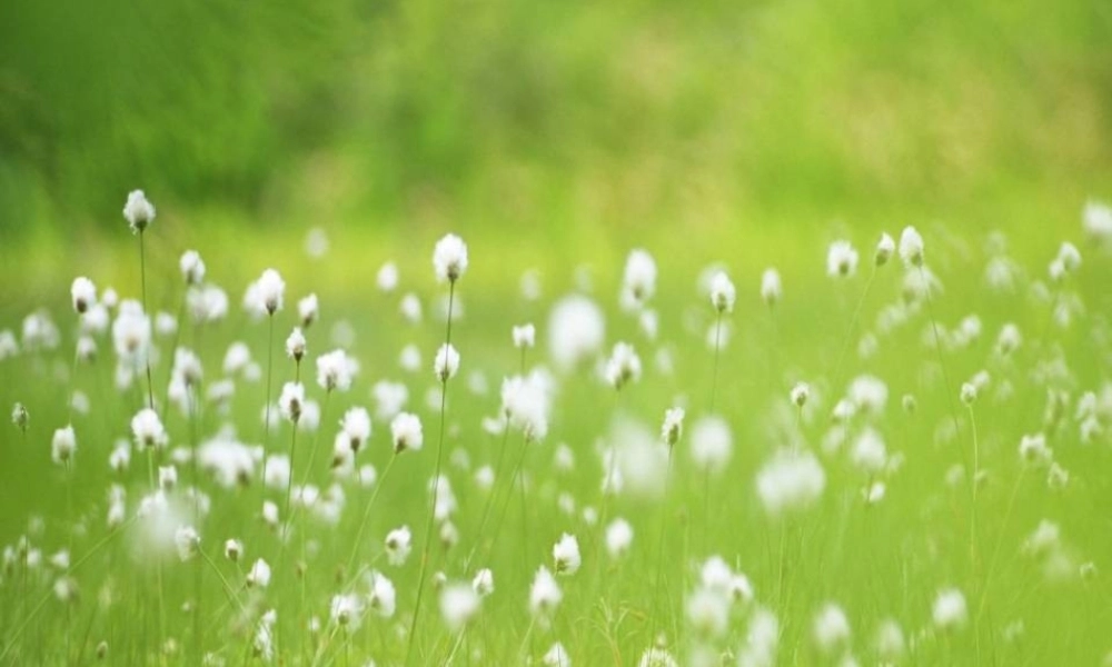 四年级科学下册 第一单元 第2课《种子发芽》课件5 鄂教版-鄂教版小学四年级下册自然科学课件