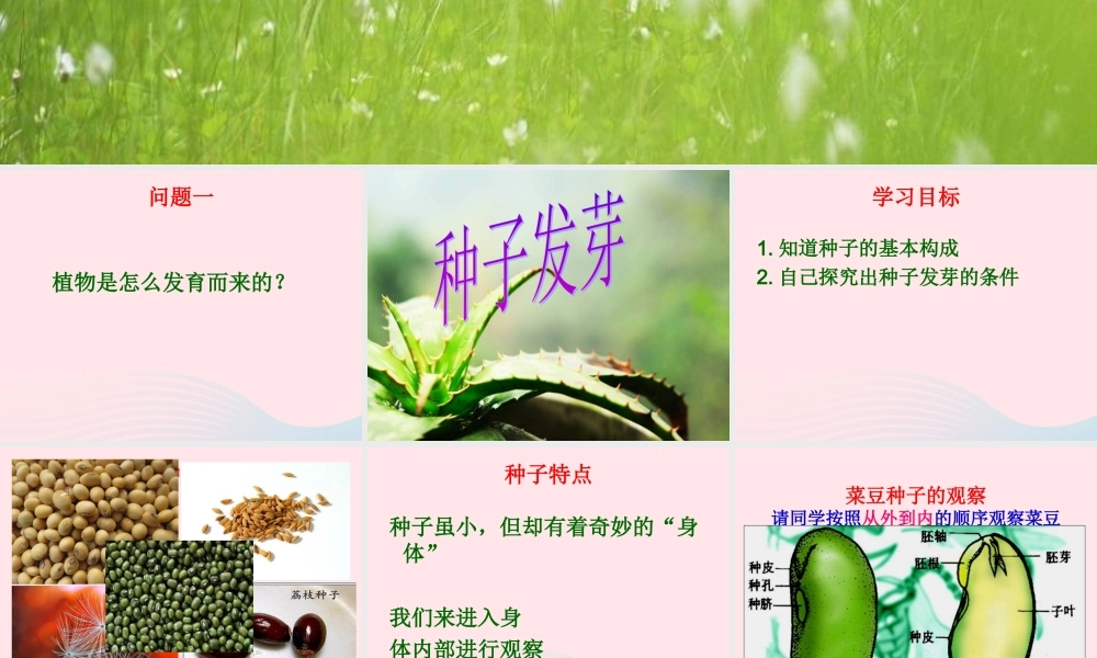 四年级科学下册 第一单元 第2课《种子发芽》课件5 鄂教版-鄂教版小学四年级下册自然科学课件
