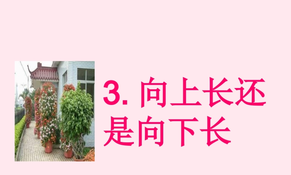四年级科学下册 第一单元 第3课《向上长还是向下长》课件1 鄂教版-鄂教版小学四年级下册自然科学课件