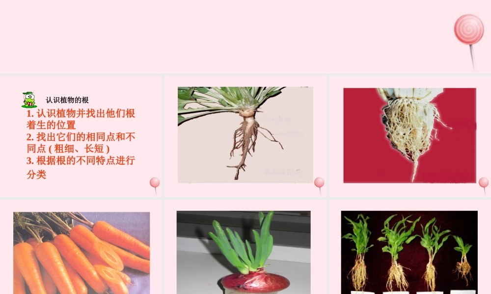 四年级科学下册 第一单元 第3课《向上长还是向下长》课件1 鄂教版-鄂教版小学四年级下册自然科学课件