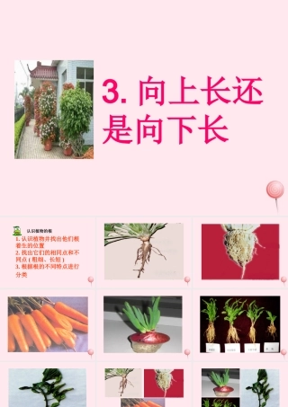 四年级科学下册 第一单元 第3课《向上长还是向下长》课件1 鄂教版-鄂教版小学四年级下册自然科学课件