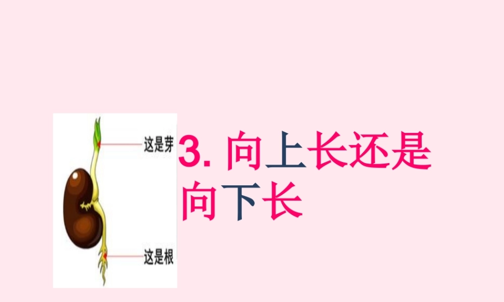 四年级科学下册 第一单元 第3课《向上长还是向下长》课件2 鄂教版-鄂教版小学四年级下册自然科学课件