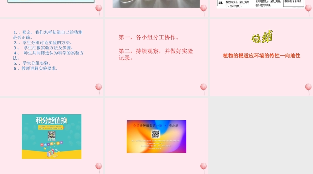 四年级科学下册 第一单元 第3课《向上长还是向下长》课件2 鄂教版-鄂教版小学四年级下册自然科学课件