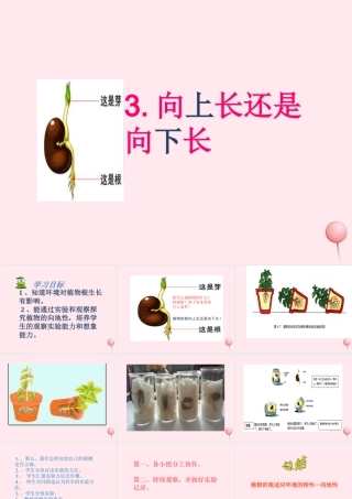 四年级科学下册 第一单元 第3课《向上长还是向下长》课件2 鄂教版-鄂教版小学四年级下册自然科学课件