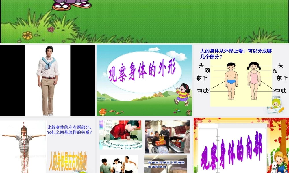 四年级科学上册 身体的结构 4课件 教科版