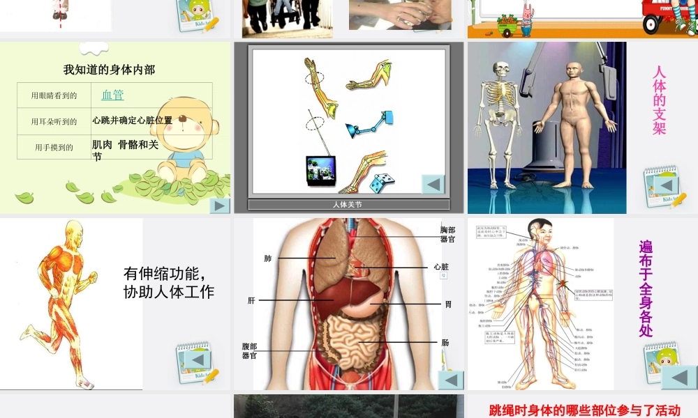 四年级科学上册 身体的结构 4课件 教科版