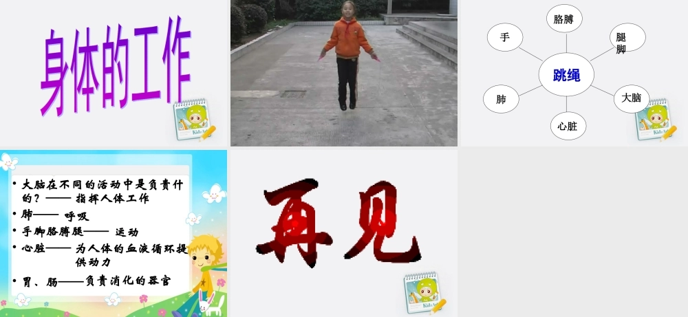 四年级科学上册 身体的结构 4课件 教科版