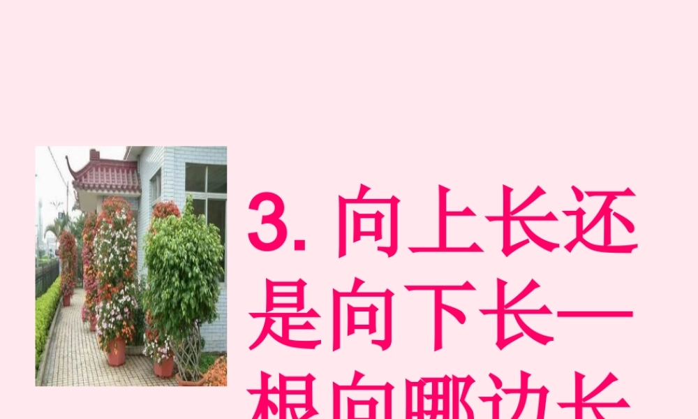 四年级科学下册 第一单元 第3课《向上长还是向下长》课件3 鄂教版-鄂教版小学四年级下册自然科学课件