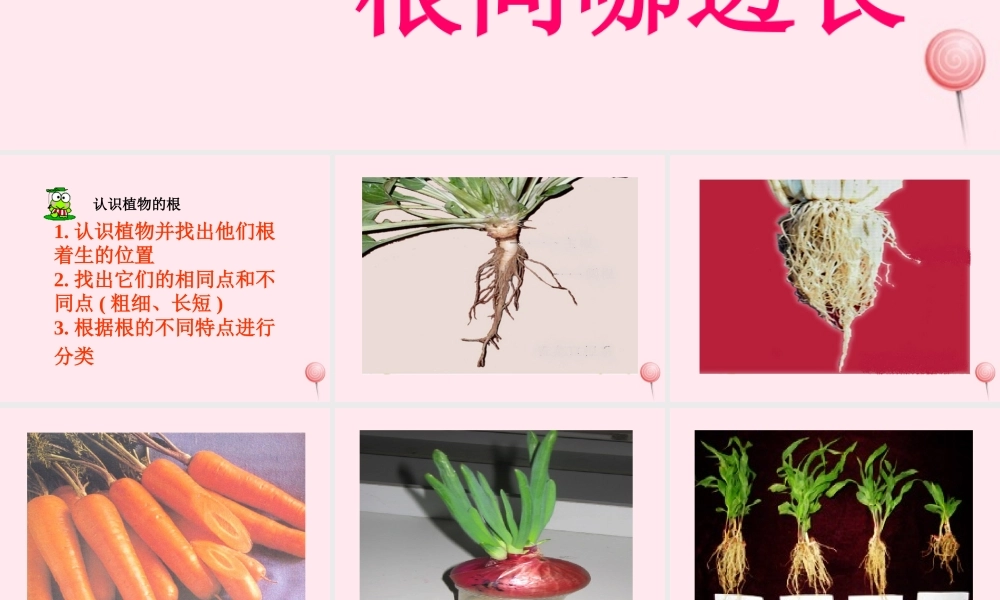 四年级科学下册 第一单元 第3课《向上长还是向下长》课件3 鄂教版-鄂教版小学四年级下册自然科学课件