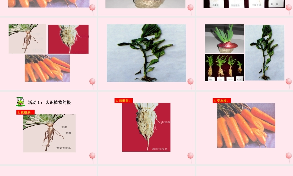 四年级科学下册 第一单元 第3课《向上长还是向下长》课件3 鄂教版-鄂教版小学四年级下册自然科学课件