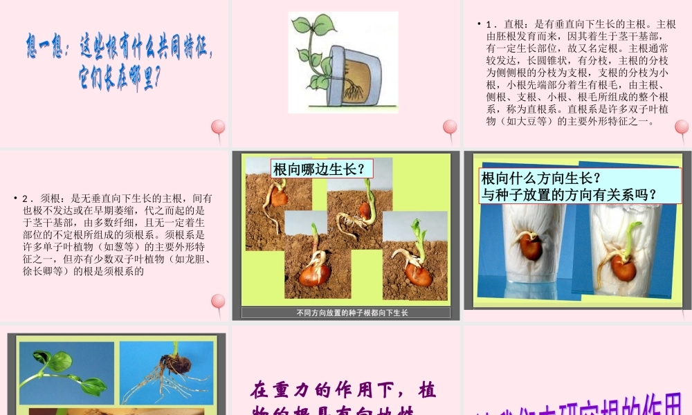 四年级科学下册 第一单元 第3课《向上长还是向下长》课件3 鄂教版-鄂教版小学四年级下册自然科学课件