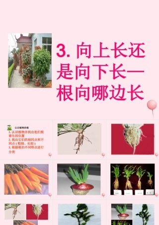 四年级科学下册 第一单元 第3课《向上长还是向下长》课件3 鄂教版-鄂教版小学四年级下册自然科学课件