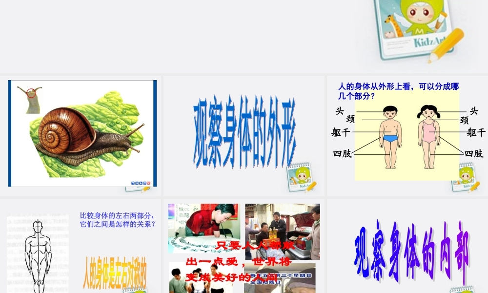 四年级科学上册 身体的结构1课件 教科版
