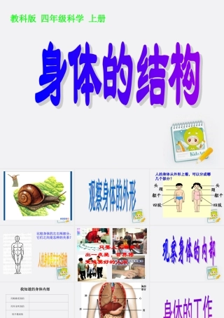四年级科学上册 身体的结构1课件 教科版