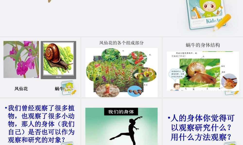 四年级科学上册 身体的结构课件 教科版